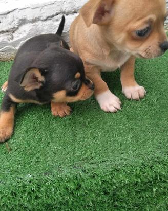 Cuccioli di chihuahua