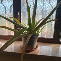 piante di aloe