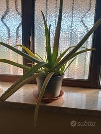 piante di aloe