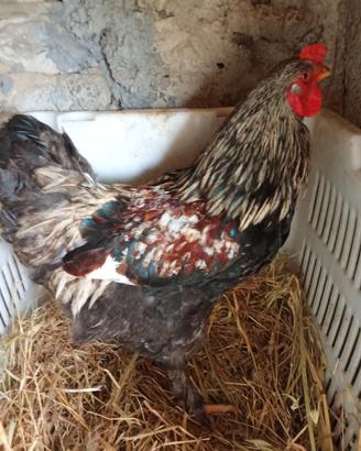 Gallo ornamentale