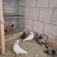 Colombi Viaggiatori è altri