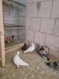 Colombi Viaggiatori è altri