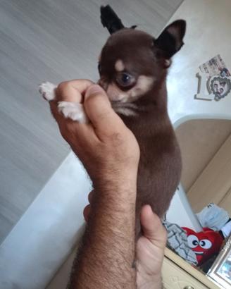 Chiuaua