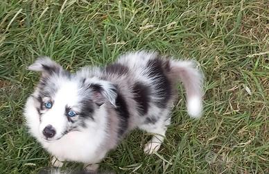 Pastore dello shetland il piccolo LASSIE