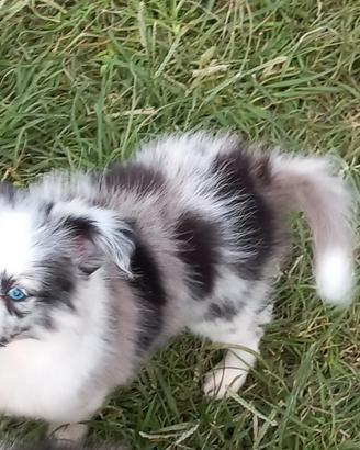 Pastore dello shetland il piccolo LASSIE