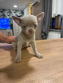 Cucciolo maschio di chiwawa