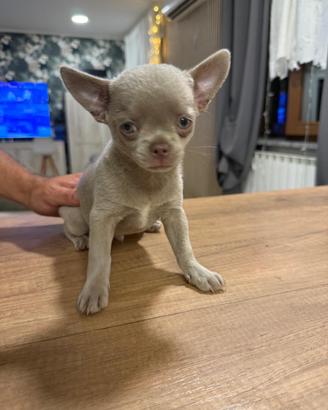 Cucciolo maschio di chiwawa