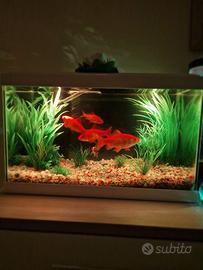 Acquario  20 litri