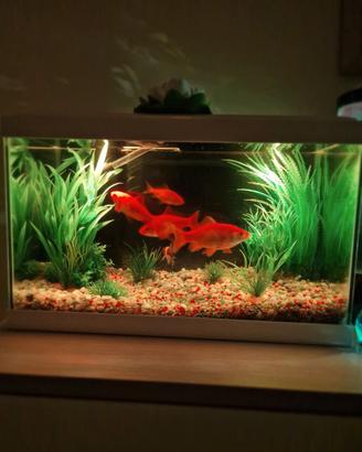 Acquario  20 litri
