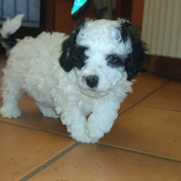 Maltipoo Maltipu cucciolo maltese barboncino