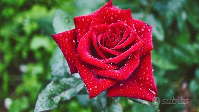 Stiratura o pulizie domestiche