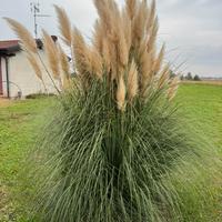 Cespuglio Pampas Cortaderia