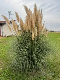 Cespuglio Pampas Cortaderia