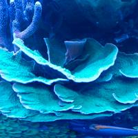 acquario marino montipora fogliosa Verde 
