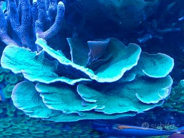 acquario marino montipora fogliosa Verde 