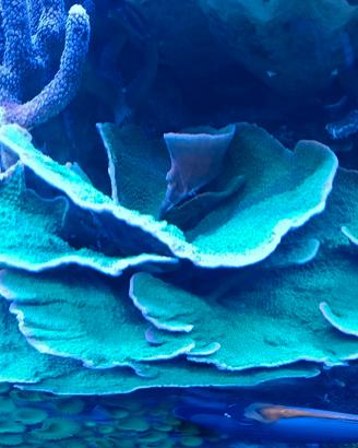 acquario marino montipora fogliosa Verde 