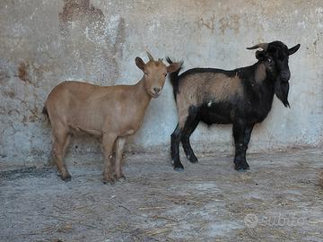 Coppia tibetane
