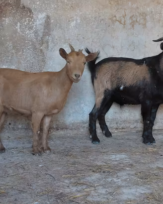 Coppia tibetane