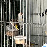 Cardellini acianici nostrani