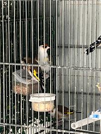 Cardellini acianici nostrani