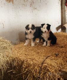 Cuccioli border collie/ pastore australiano