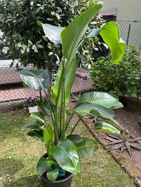 Pianta da interno