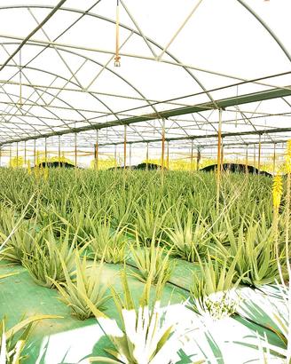 aloe vera bio