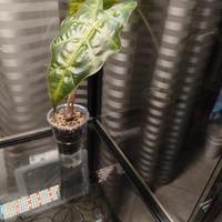 alocasia Polly - cormi