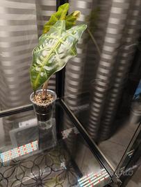 alocasia Polly - cormi