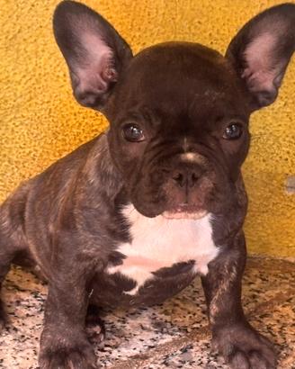 Bulldog francese