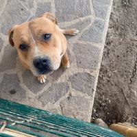 Cane Amstaff