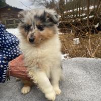 Shetland sheepdog maschio blue merle