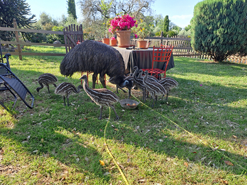 Baby Emu'