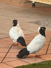 Piccioni
