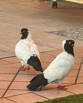 Piccioni