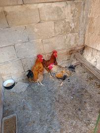Gallo