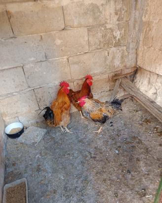 Gallo