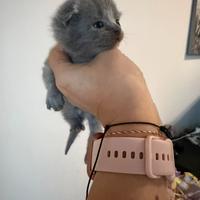 Gattini schottish fold