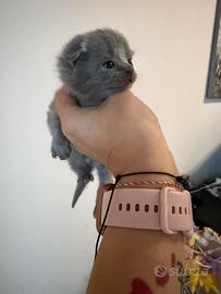 Gattini schottish fold