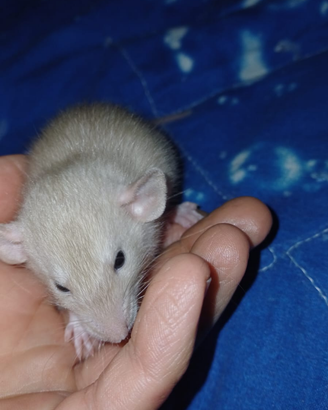 Ratti da compagnia