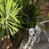 Cane dalmata