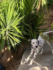 Cane dalmata