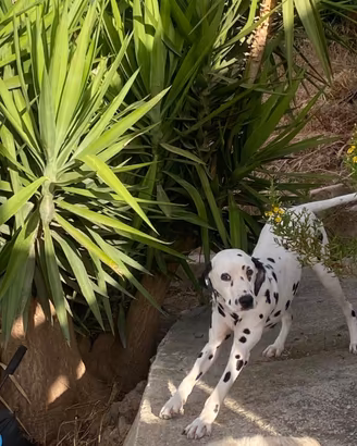 Cane dalmata