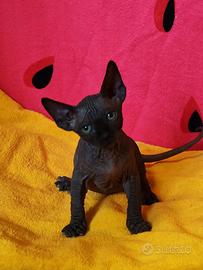 Sphynx cucciola con pedigree
