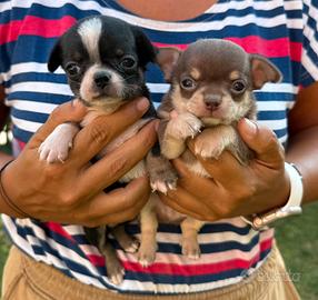Mini cuccioli chihuahua maschietti