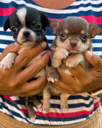 Mini cuccioli chihuahua maschietti