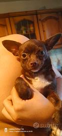 chihuahua 