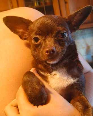 chihuahua 