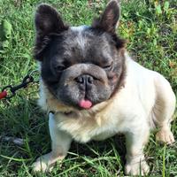 BIG ROPE FLUFFYl4 Stallone/Monta Bulldog Francese