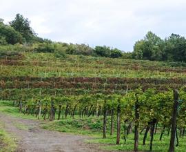 Terreno agricolo vigneti frazione Prepotto (UD)